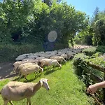 Calouze * Gijounet